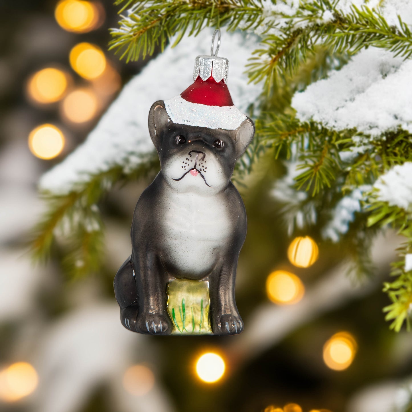 Französische Bulldogge